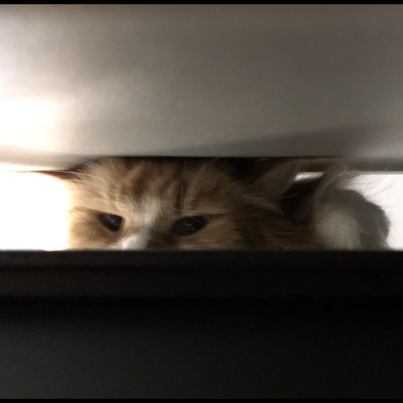 Meet your Posher, Paige - Picture 5 of 8